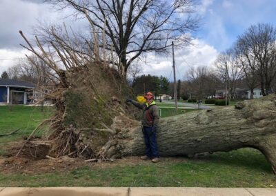 Uprooted Oak Tree | Storm Damage